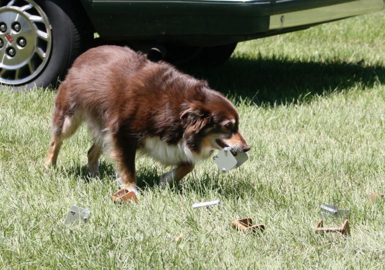 Obedience Foundations