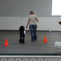 Obedience Show and Go Feb 4