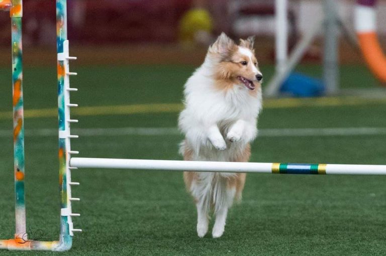 Intermediate Agility 2