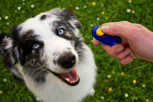 dog and clicker