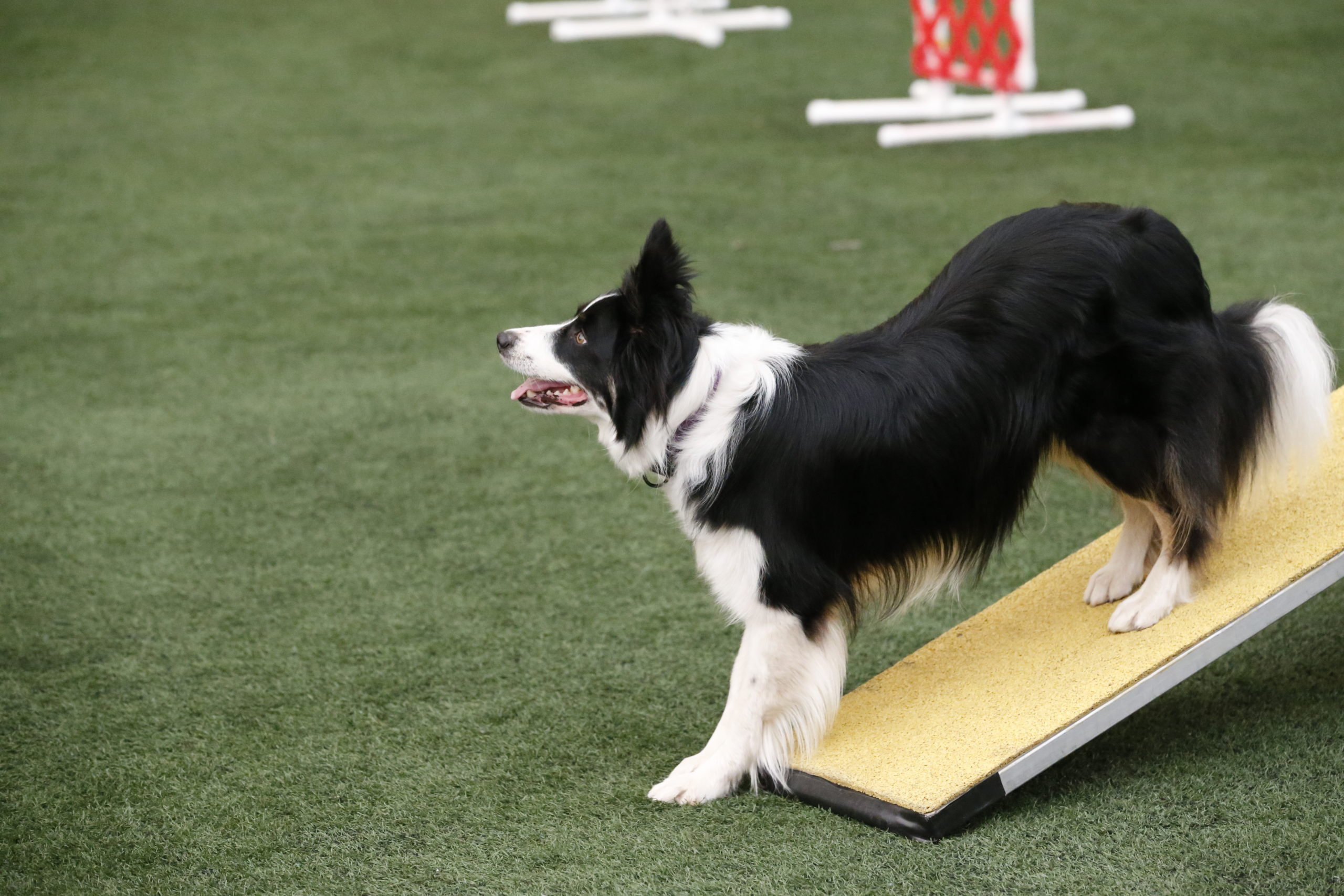Agility 1 – Offered Spring and Fall Sessions