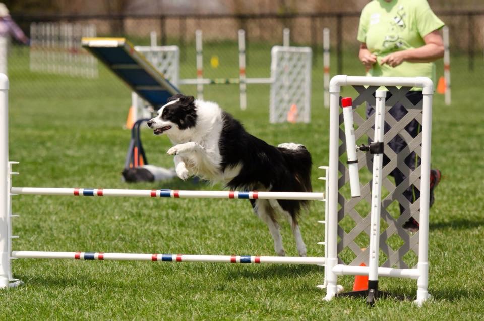 Agility 3 - Offered Spring and Fall Sessions