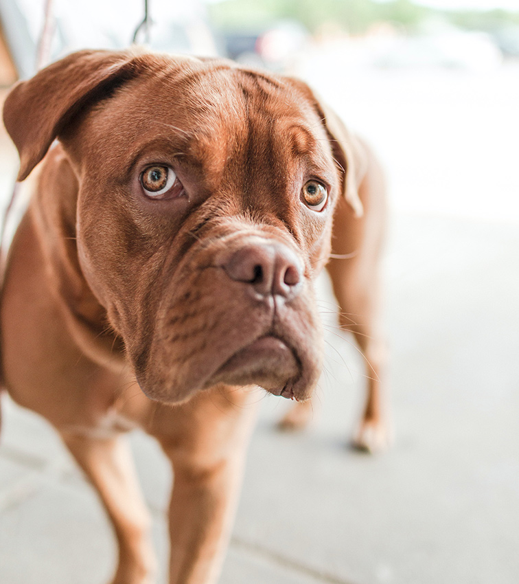 Private Competition Obedience