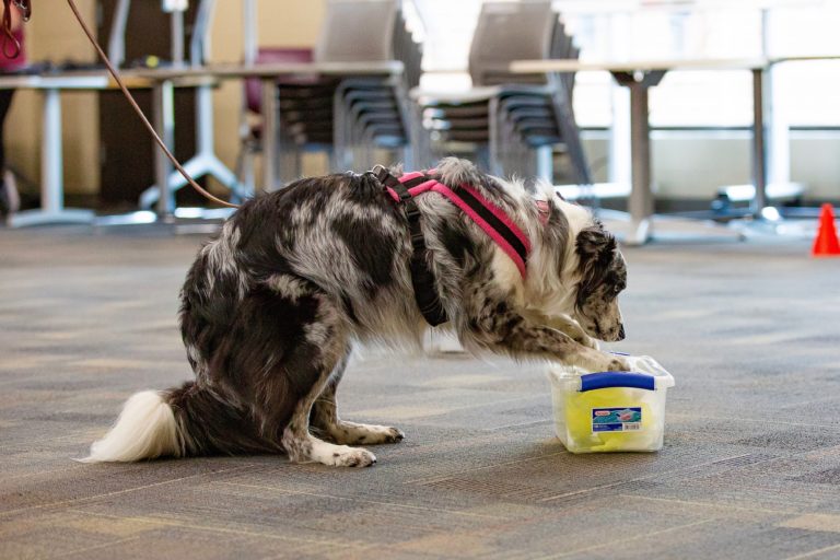 Nose Work for Newbies 2