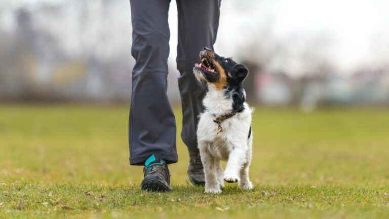 Beginning Dog Obedience for Juniors