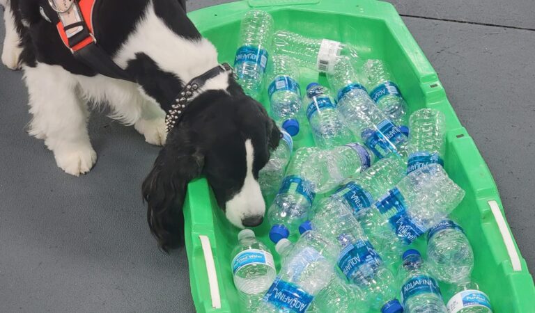 Nosework for Newbies